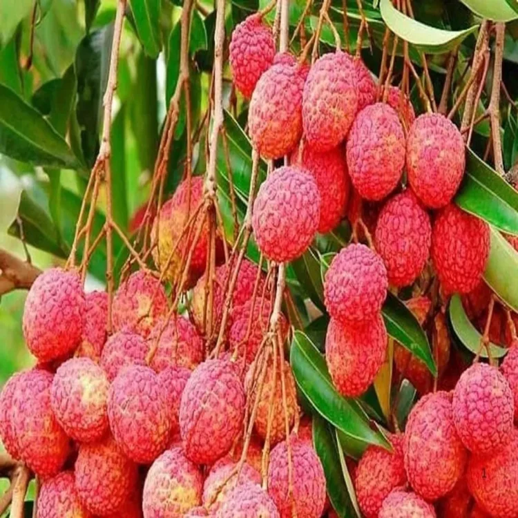 Uttarakhand seedless lychee enters europe market