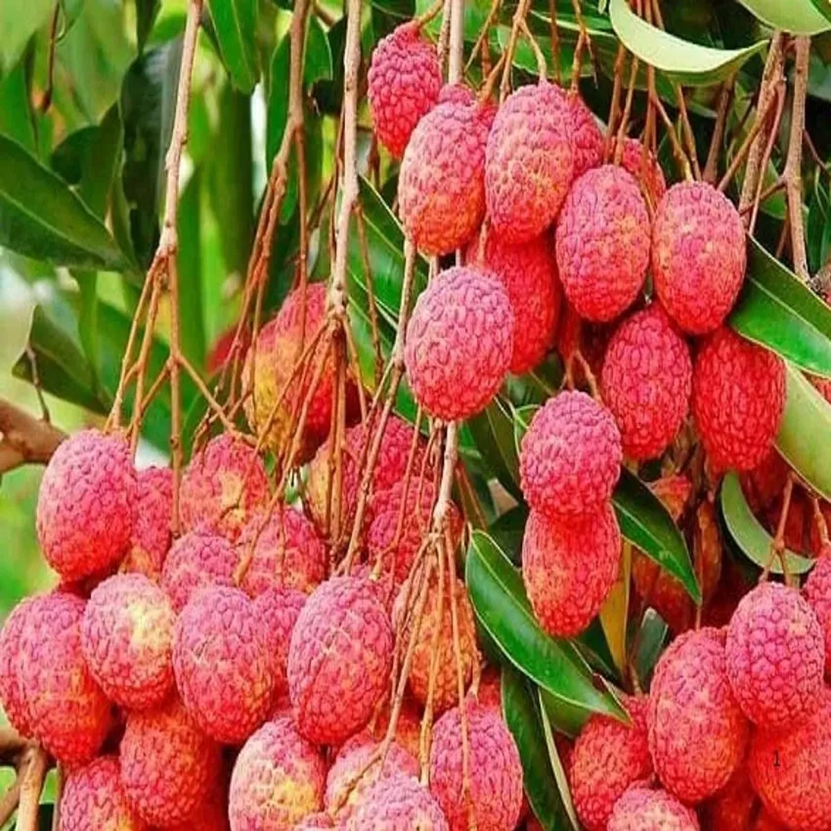 Lycheeexports uttarakhand seedless lychee makes landmark