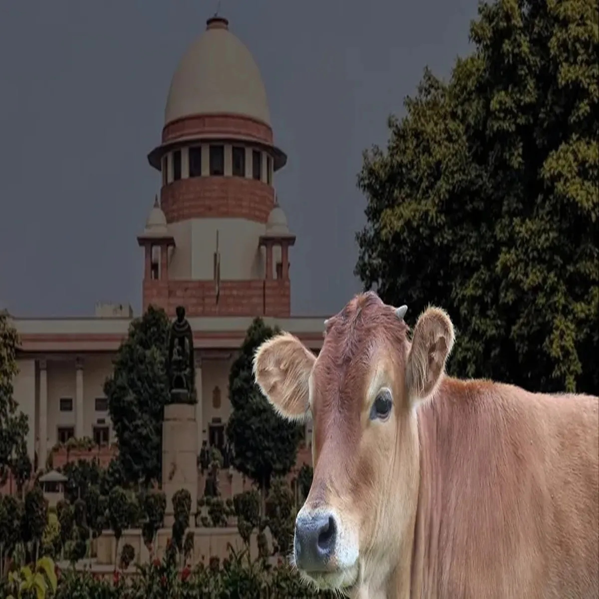 Cow protection supreme court declines plea