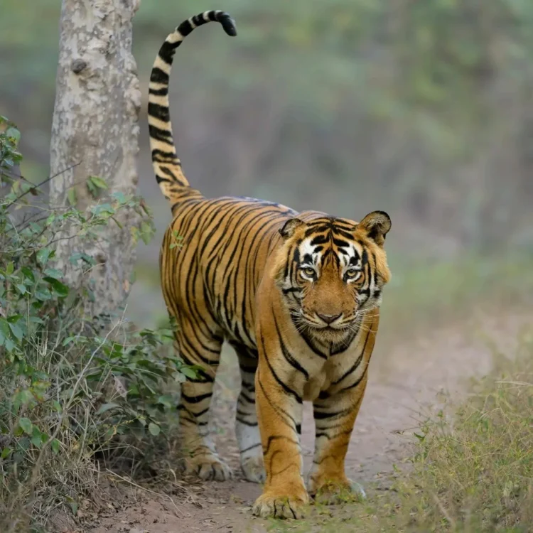 Andhra pradesh female tiger relocation plan
