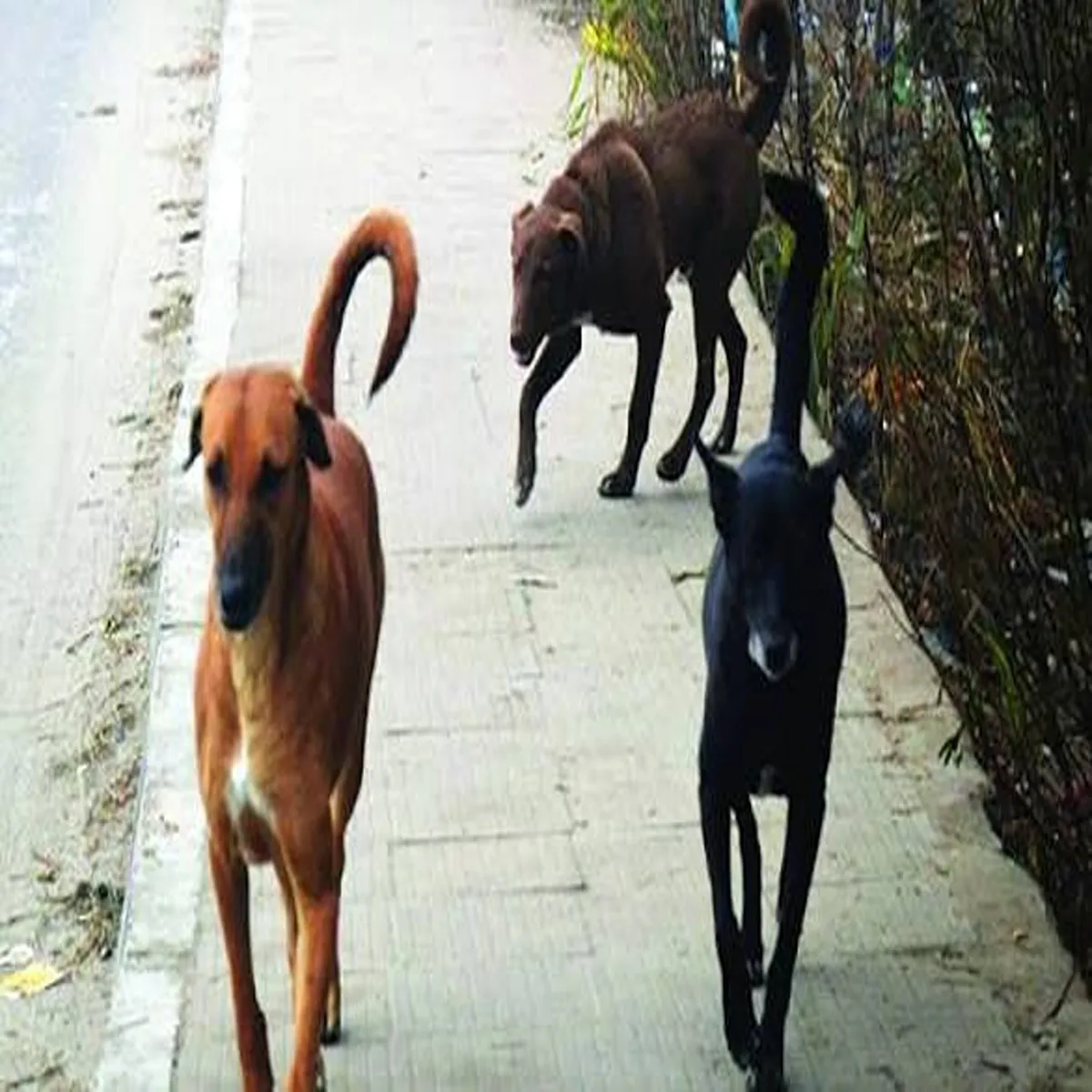 Animal welfare delhi begins work modern