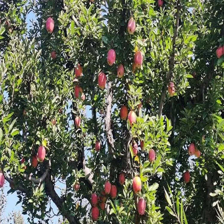 Apple farming bani modern orchards