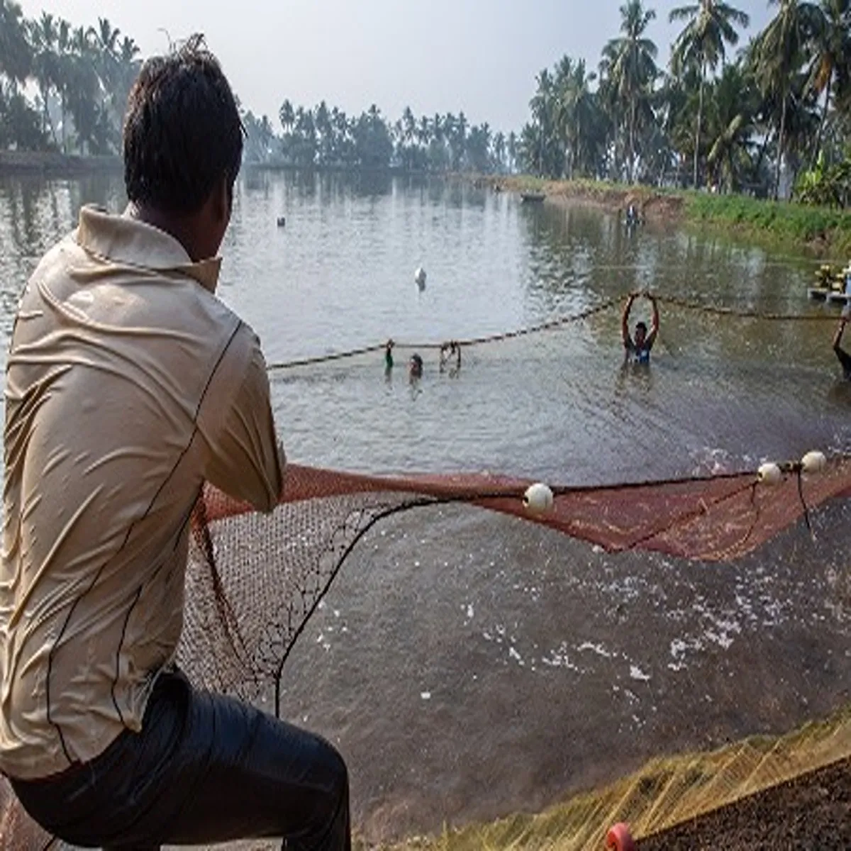 Aquaculture andhra pradesh reports fisheries recovery