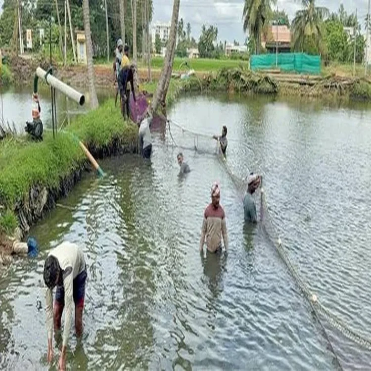 Aquaculture rising costs ap