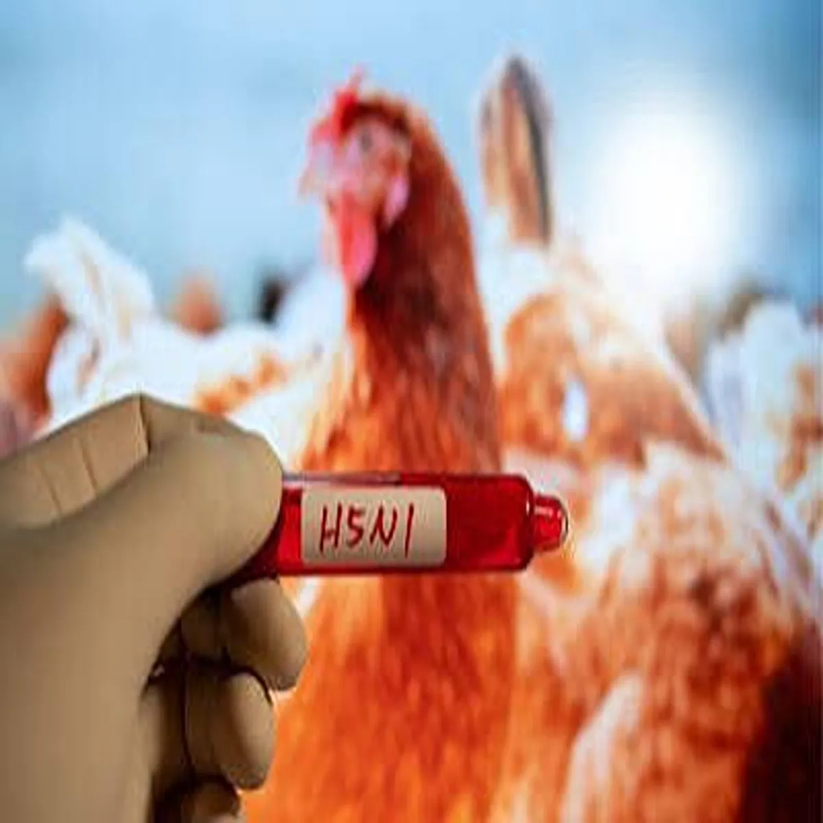 Avian influenza new h5n1 detection raises