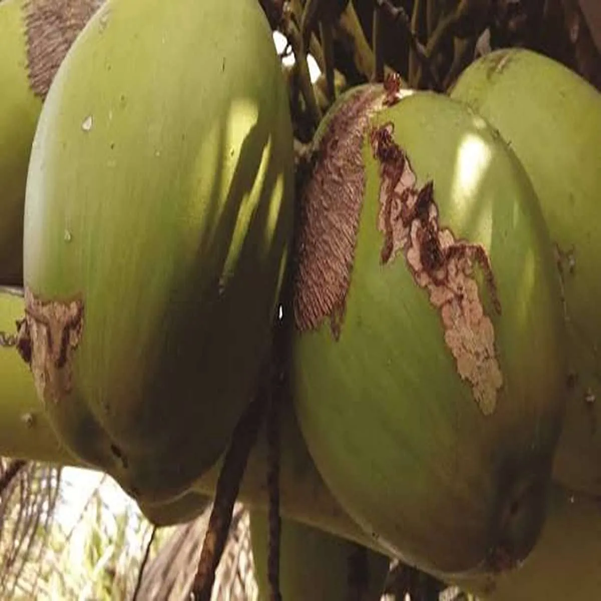 Coconut pest black headed caterpillar outbreak