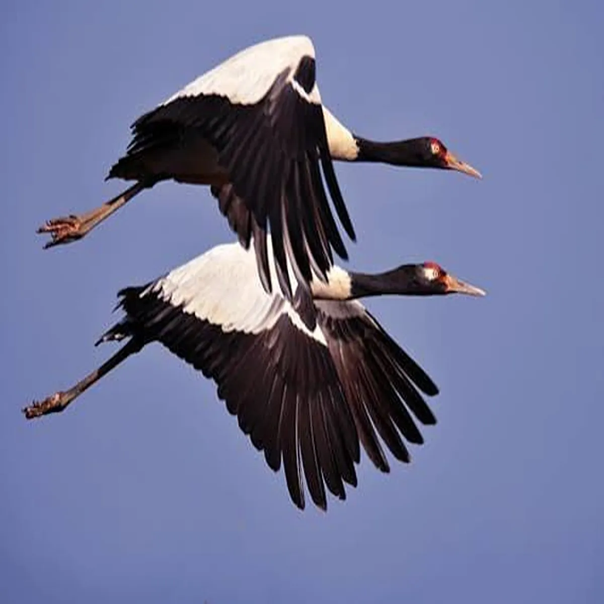 Black necked crane ladakh host india