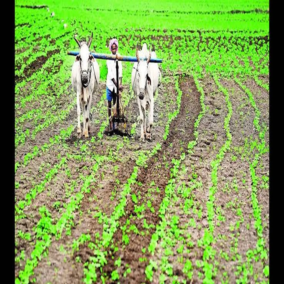 Crop insurance ntr district encourages farmers