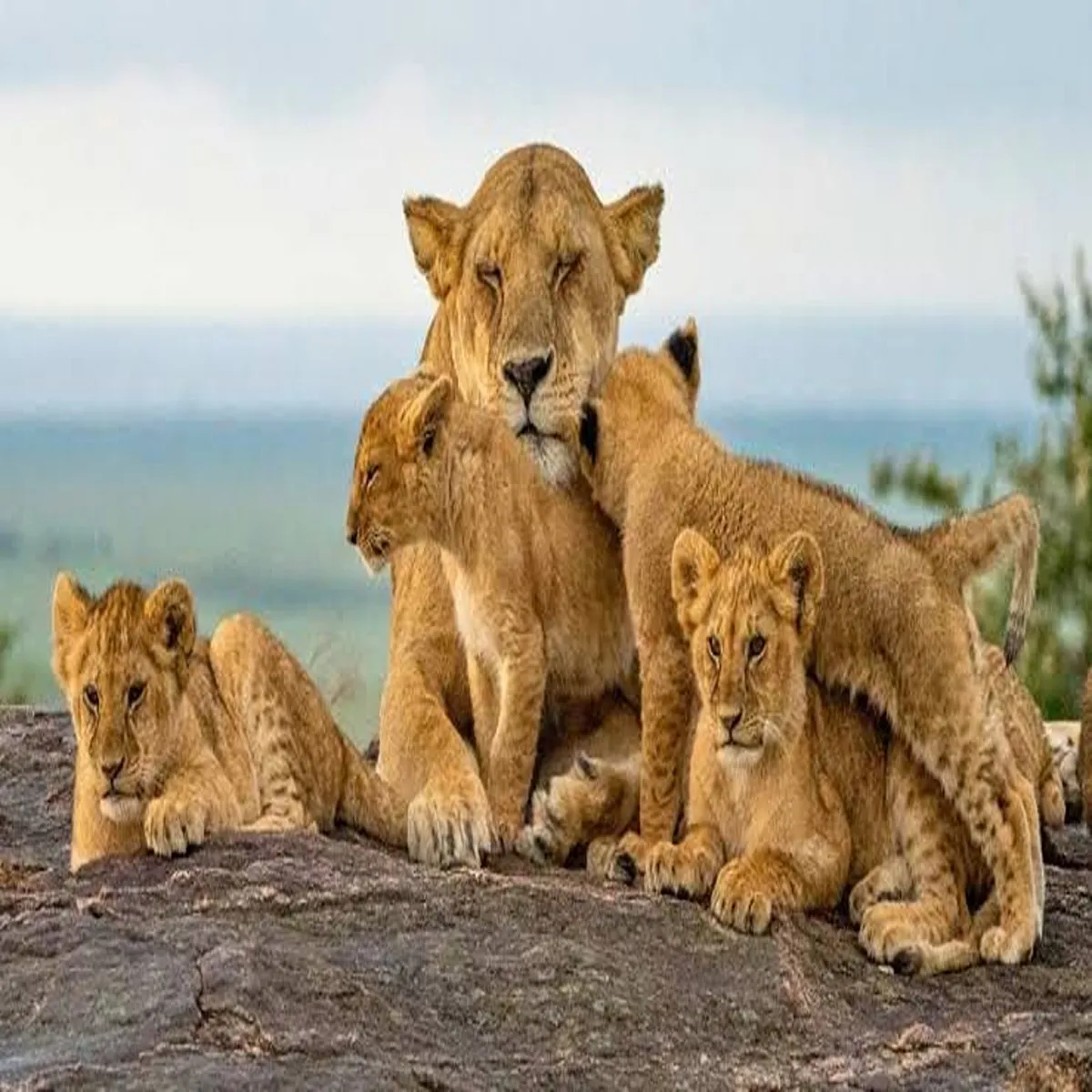 Wildlife delhi zoo welcomes three asiatic