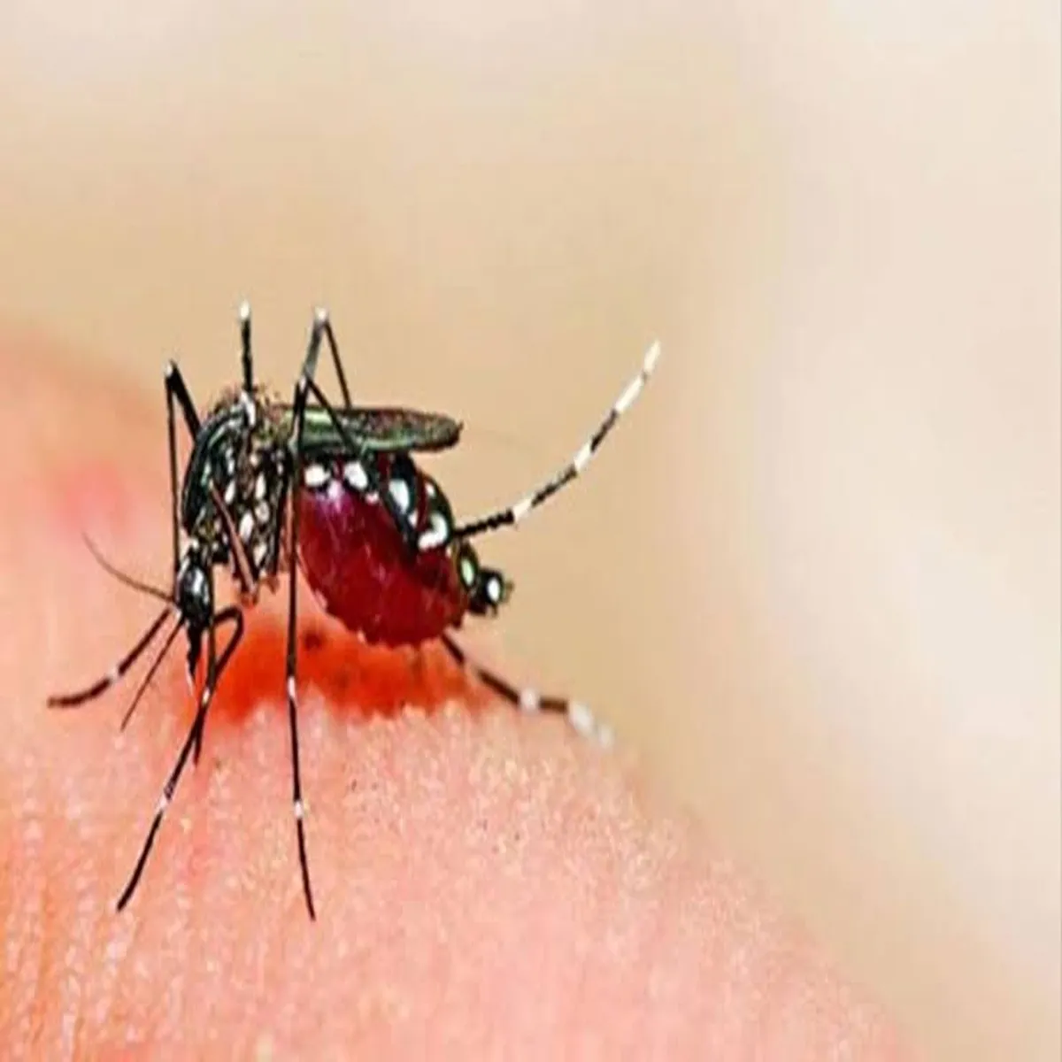 Dengue delhi reports lower vector borne