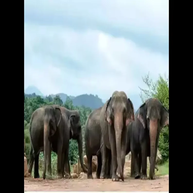 Elephant herd damages vizianagaram crops