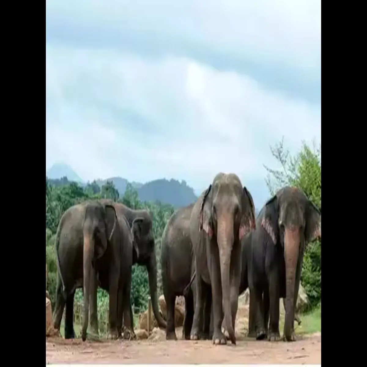 Wildlife elephant herd damages crops triggers