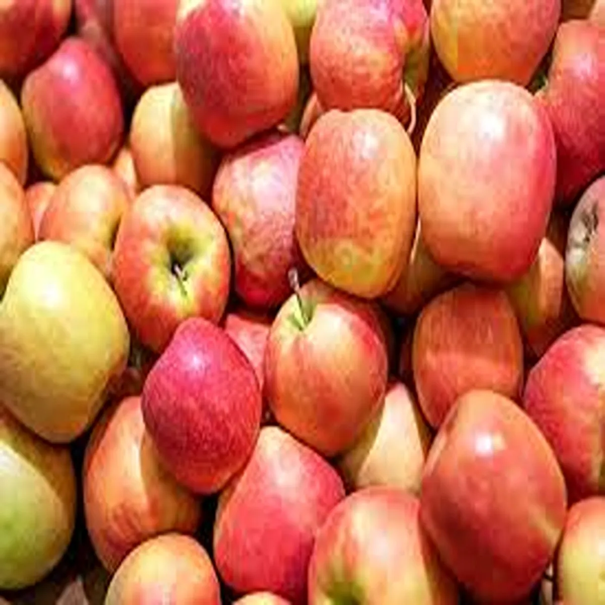 Apple production himachal pradesh faces sharp