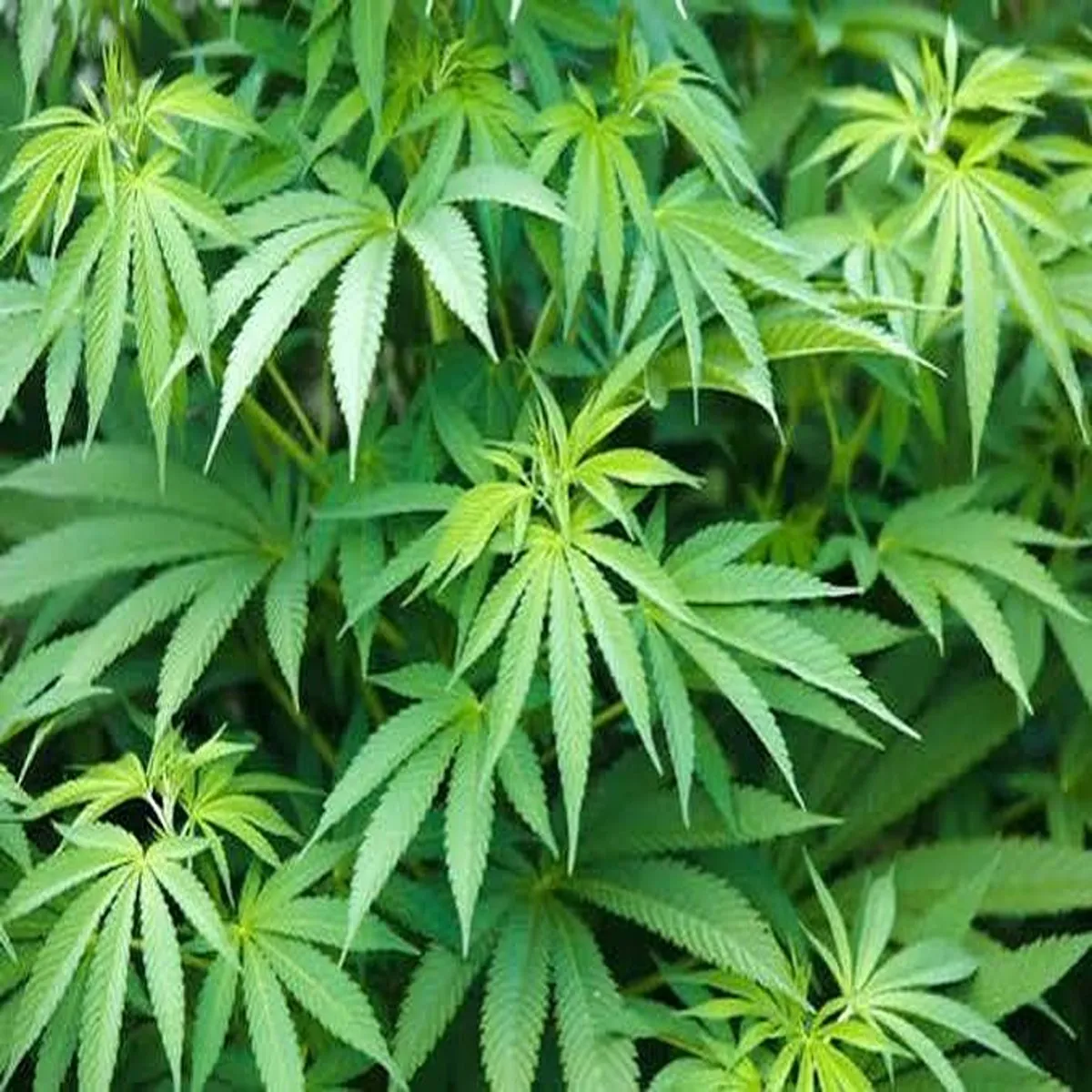 Cannabis policy himachal pradesh clears regulated
