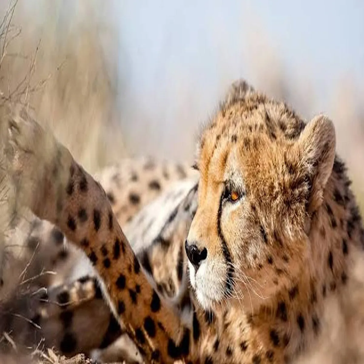 Wildlife iran endangered species face growing