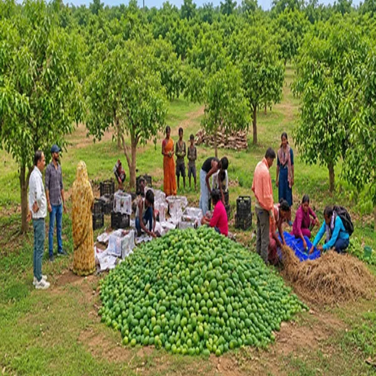 Jharkhand state advances mango exports electoral