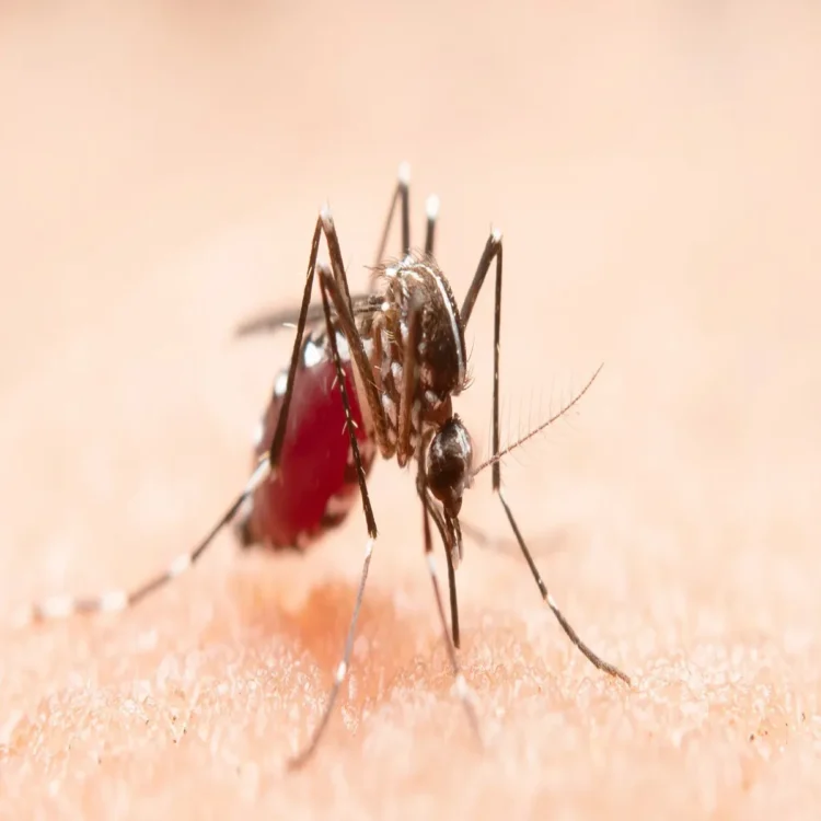 Jharkhand monsoon health alert
