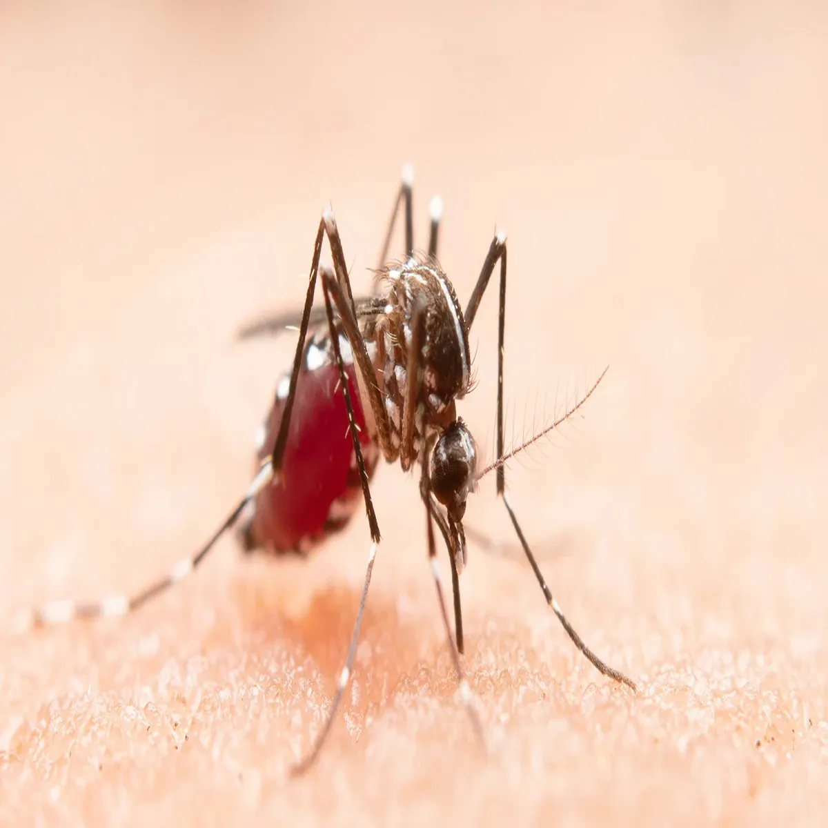 Dengue jharkhand strengthens district preparedness monsoon