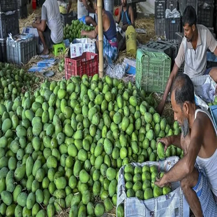Mango prices andhra totapuri grower relief