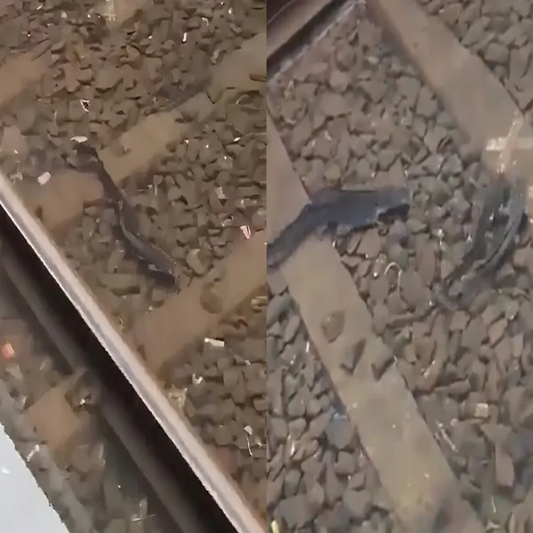 Mumbai rains fish on flooded railway tracks