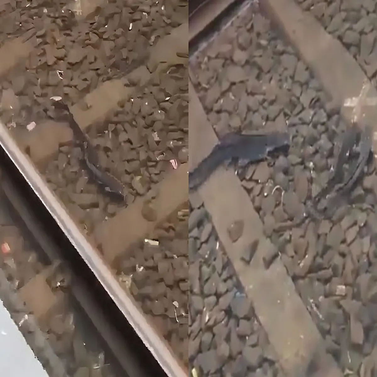 Mumbai rains fish spotted swimming across