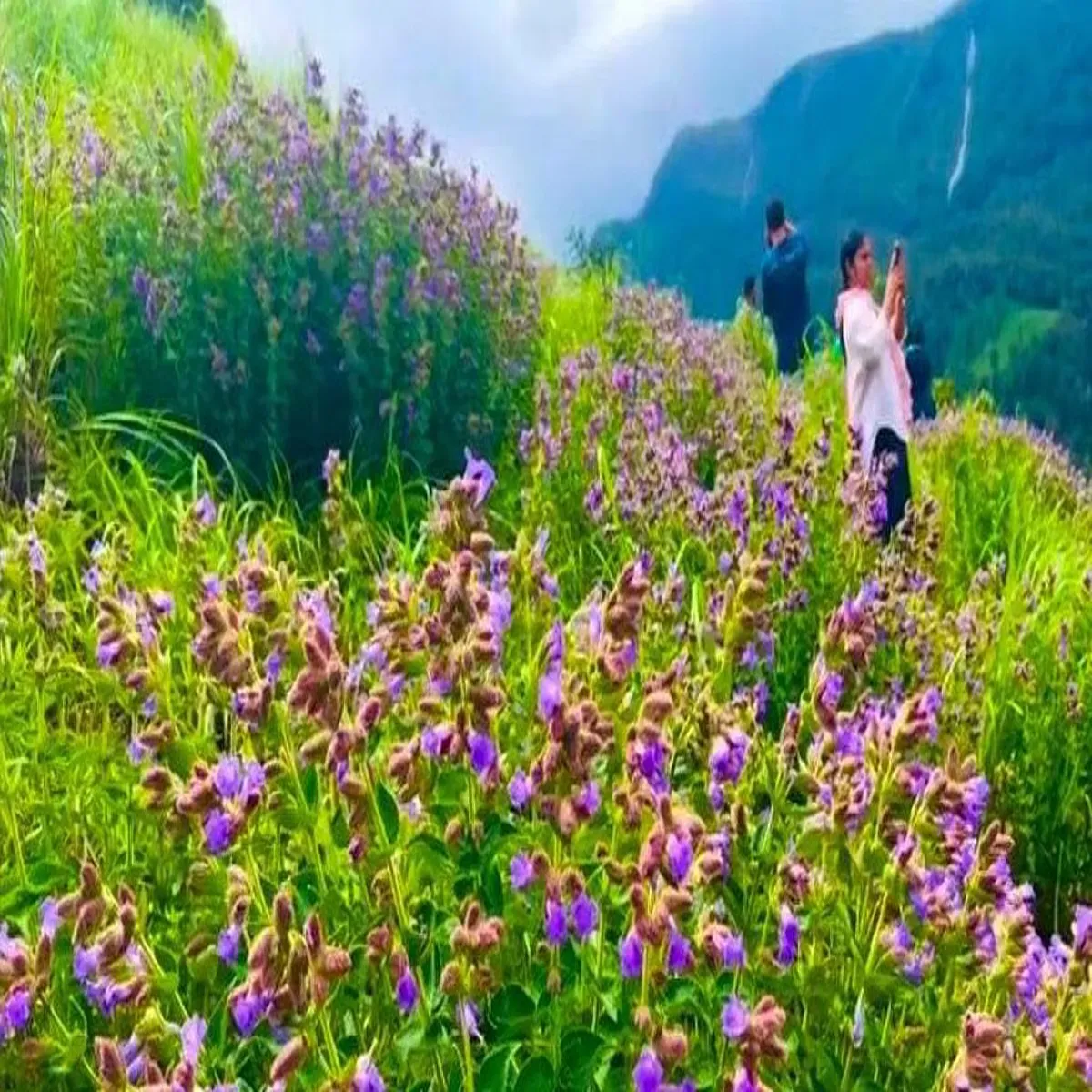Neelakurinji tamil nadu restricts entry rare