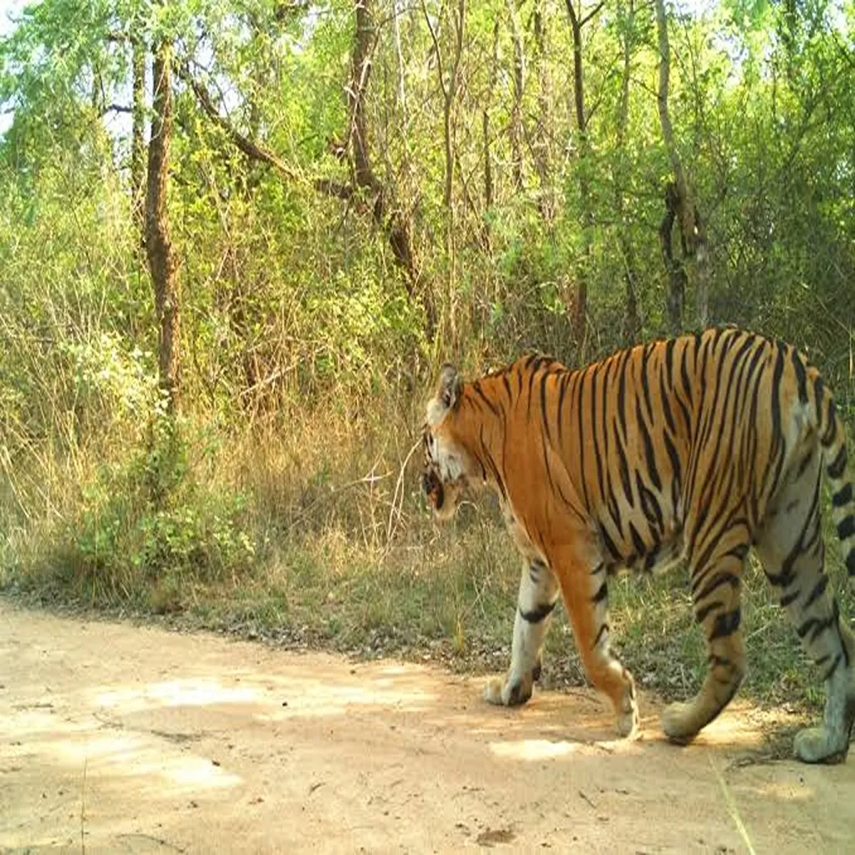 Tiger reserve nstr core zones closed