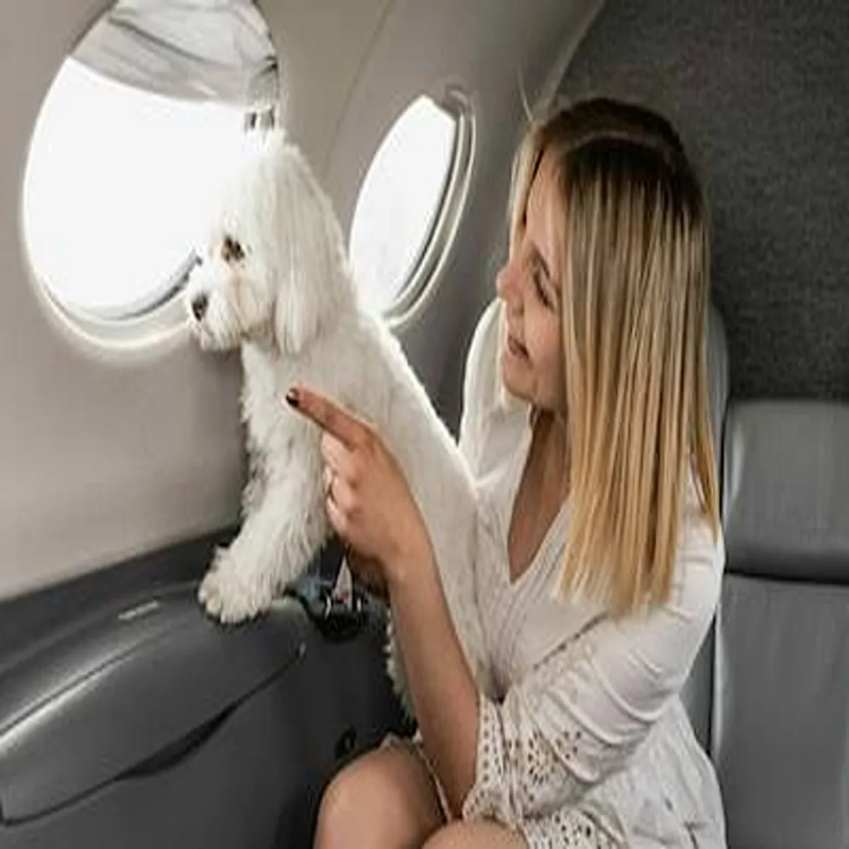 Pet travel air india revives ultra