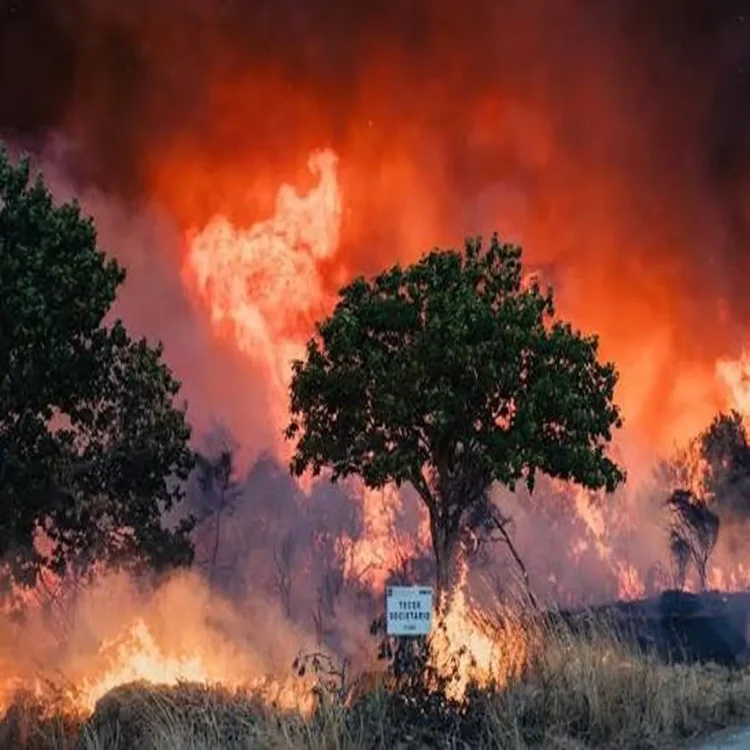 Portugal wildfires extreme heat burned land