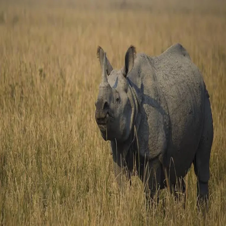 Rhino dna indexing conservation plan india