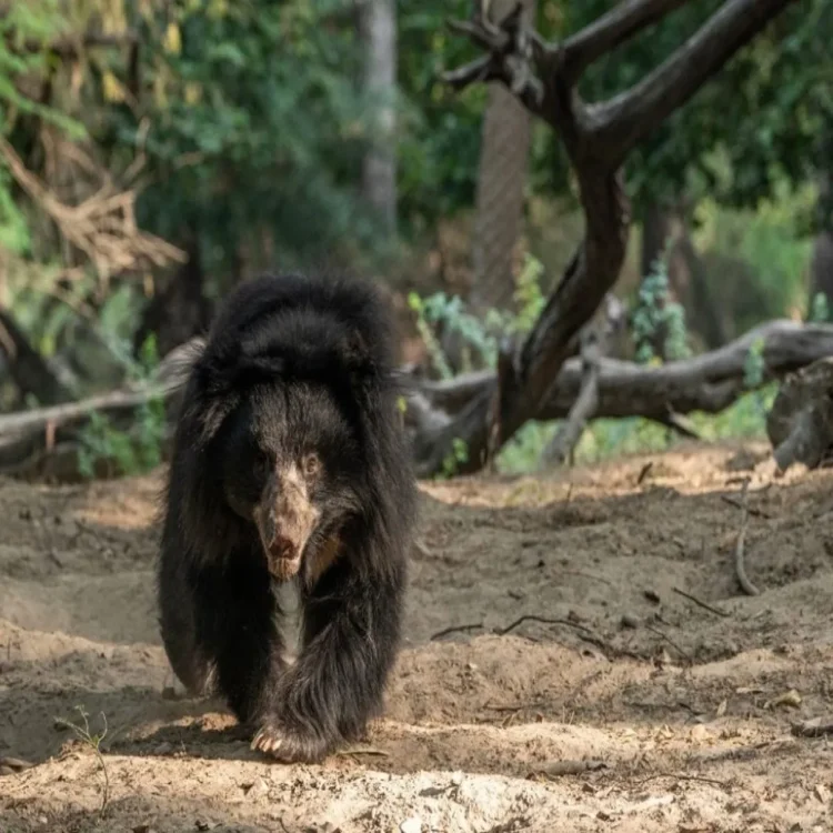 Sloth bear habitat population growth india