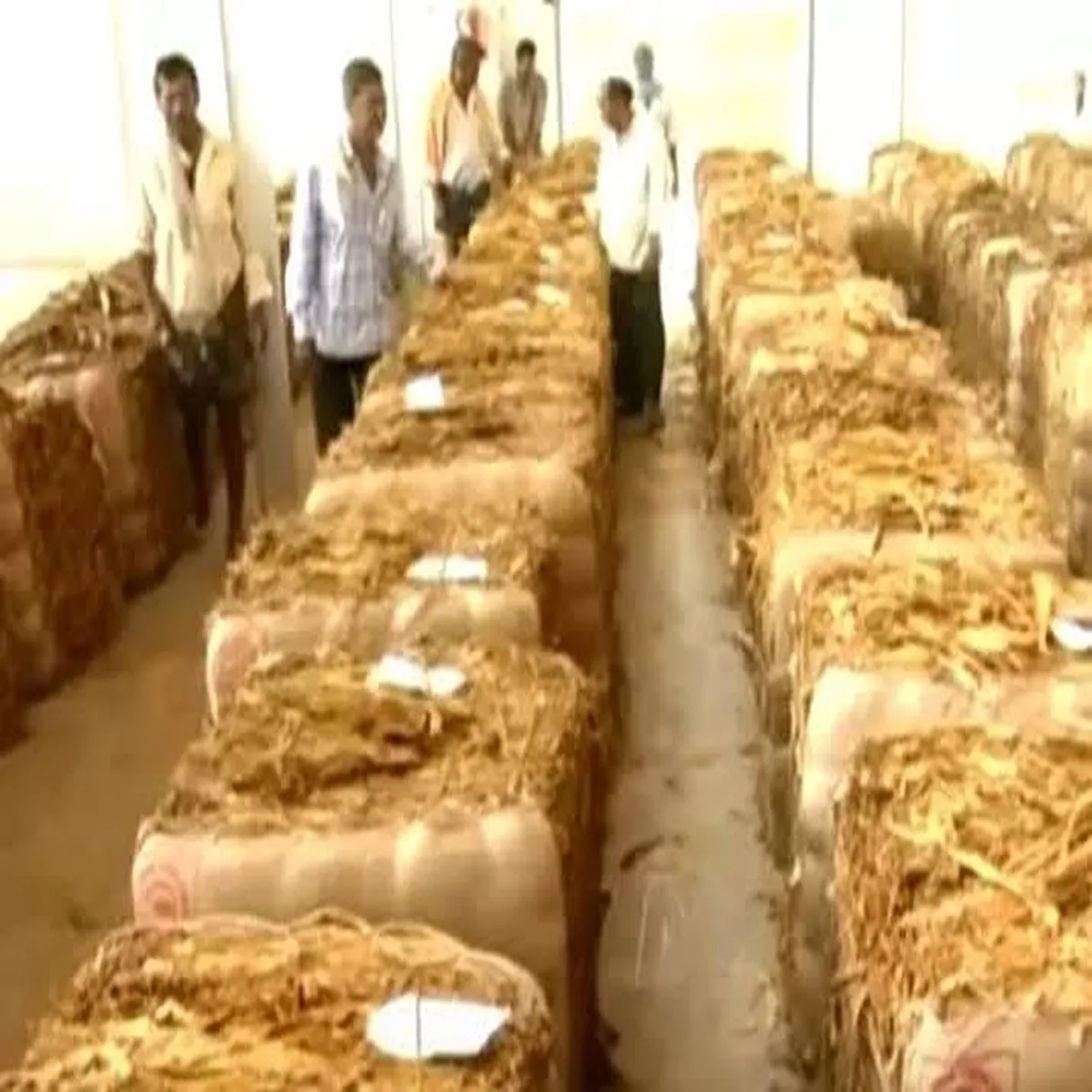 Tobacco market southern region growers continue