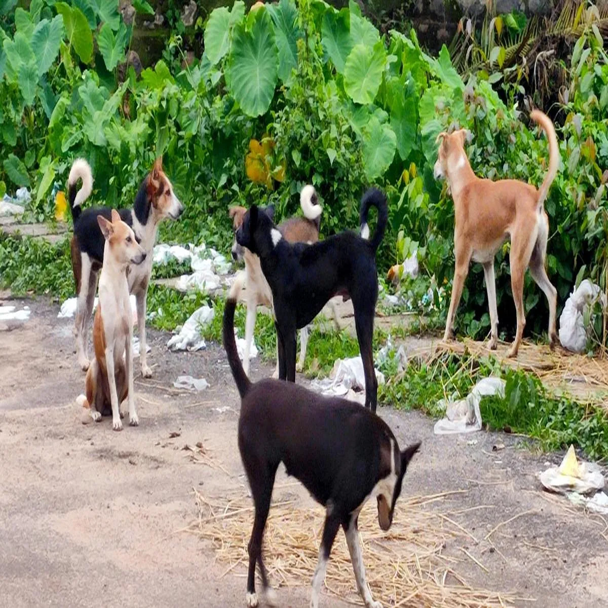 Straydogs nine year old girl suffers