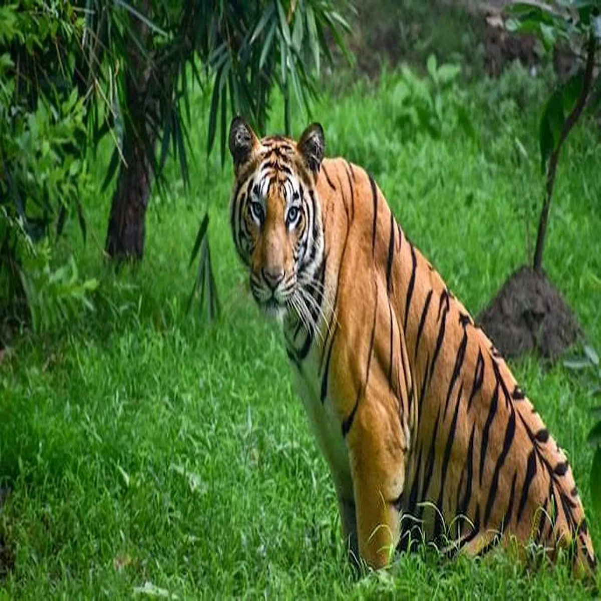 Tiger conservation nstr faces shortage breeding
