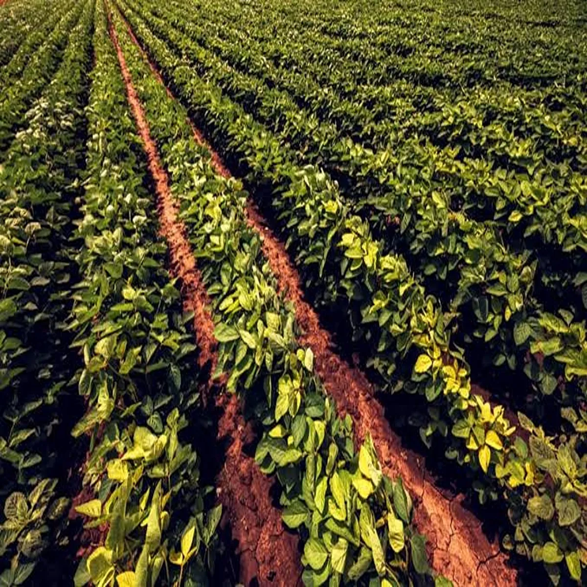 Soybean research india launch joint farming