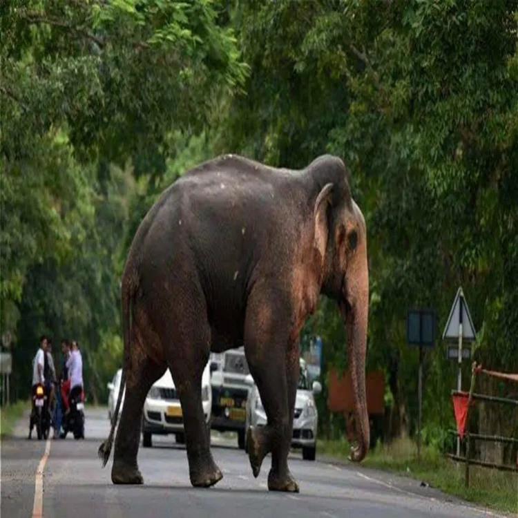 Uttarakhand high altitude elephant sighting