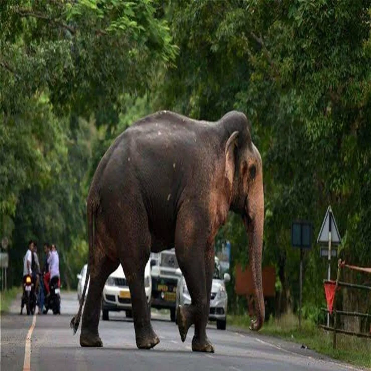 Elephant rare high altitude sighting uttarakhand