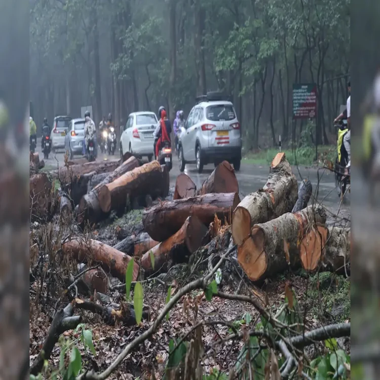 Uttarakhand pauses tree felling highway project