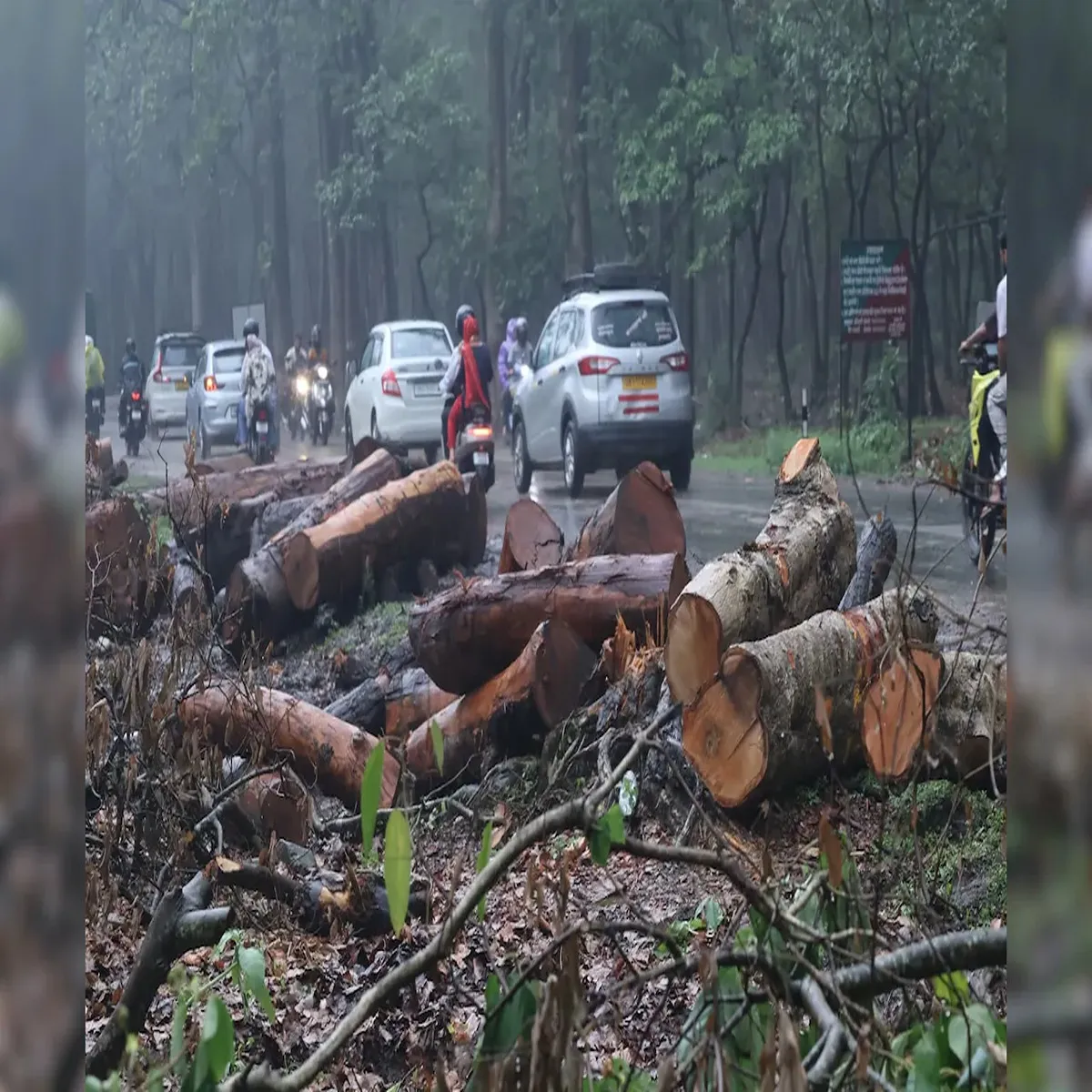 Highway project uttarakhand government pauses tree