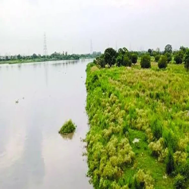 Yamuna floodplain illegal dairy farms ngt