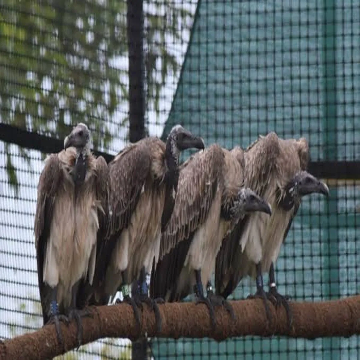 Vultures assam releases captive bred birds