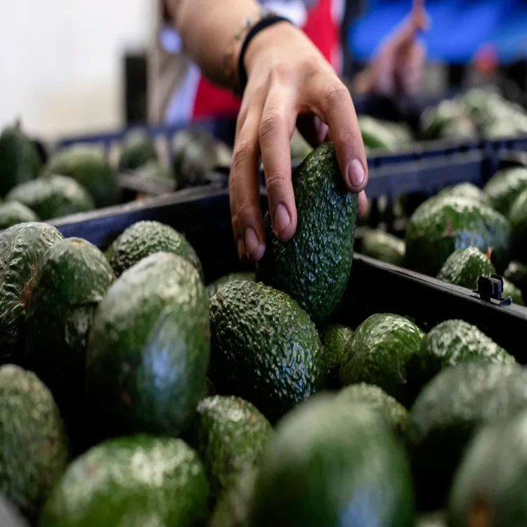 Avocado mexico us imports security