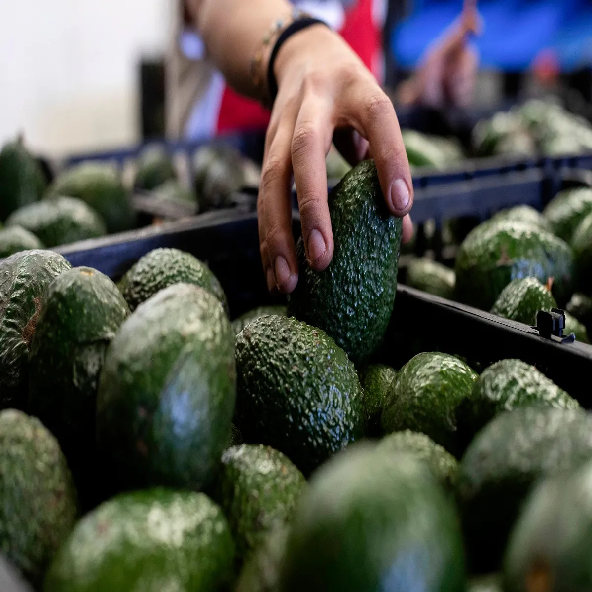 Avocado mexico moves restore imports stronger