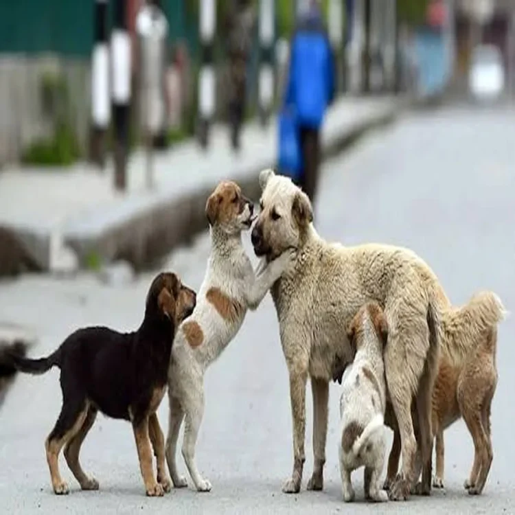 Delhi pilot stray dog sterilisation camps