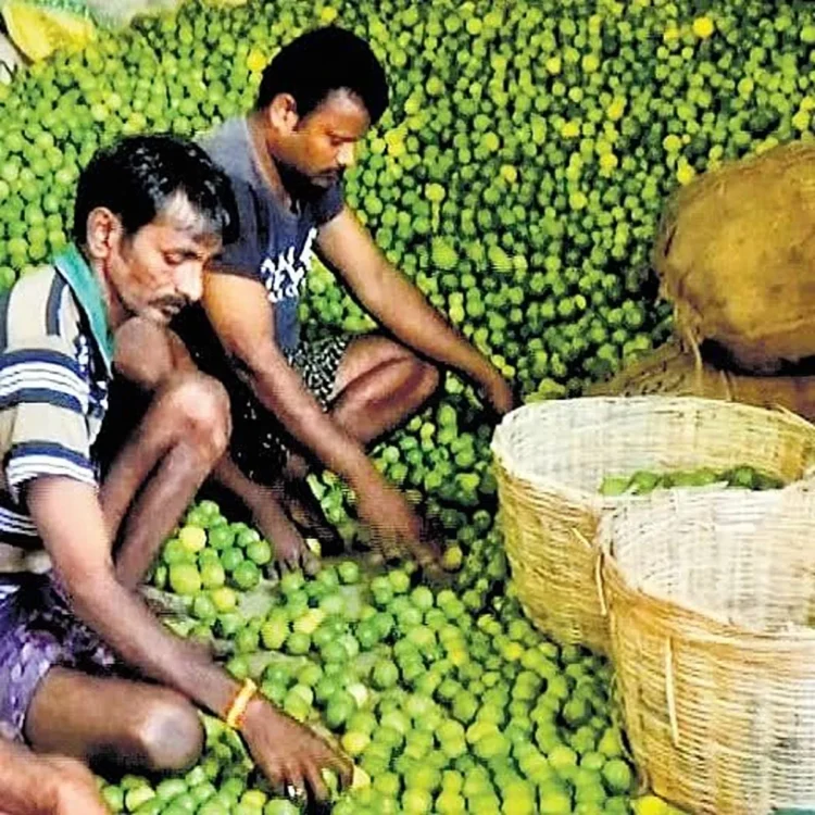 Gudur lemon prices rise amid low rainfall