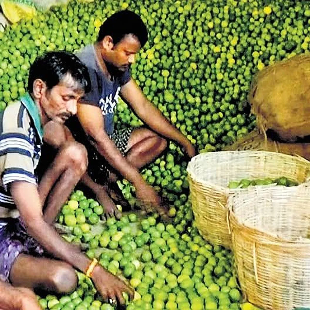 Lemon prices gudur market sees sharp