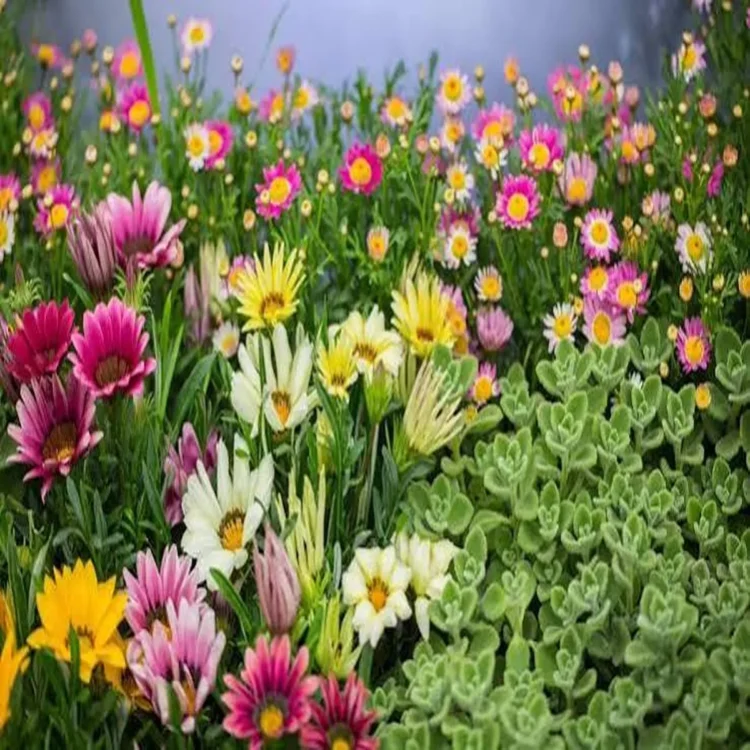 Monsoon smart plant growth guide