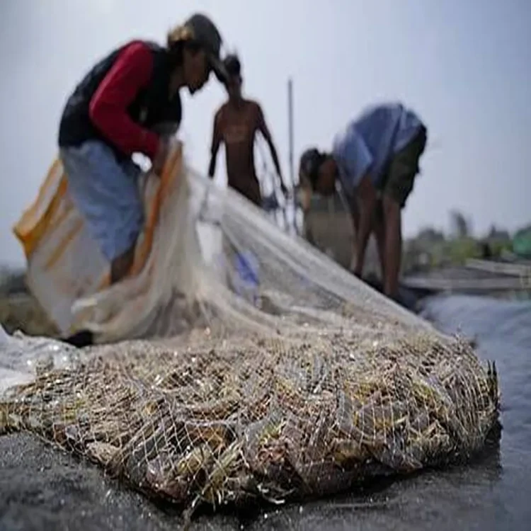 Nellore shrimp farming el nino crisis