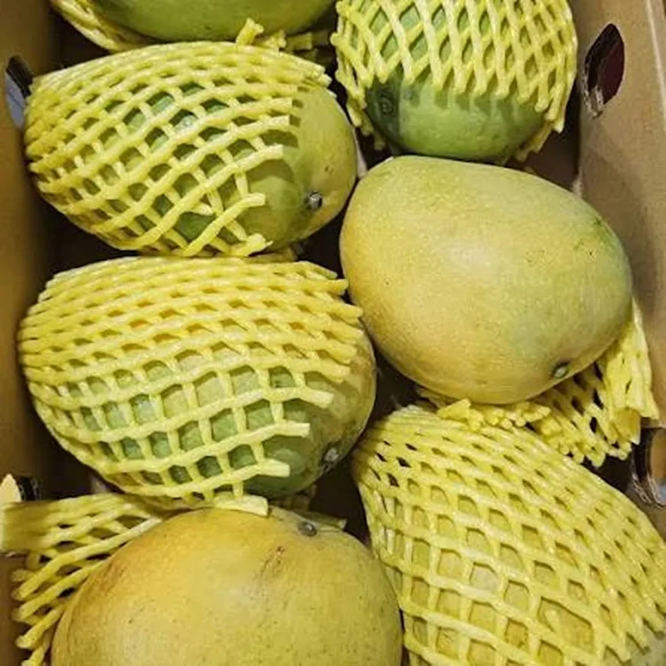Punasa mango demand boosts prakasam growers