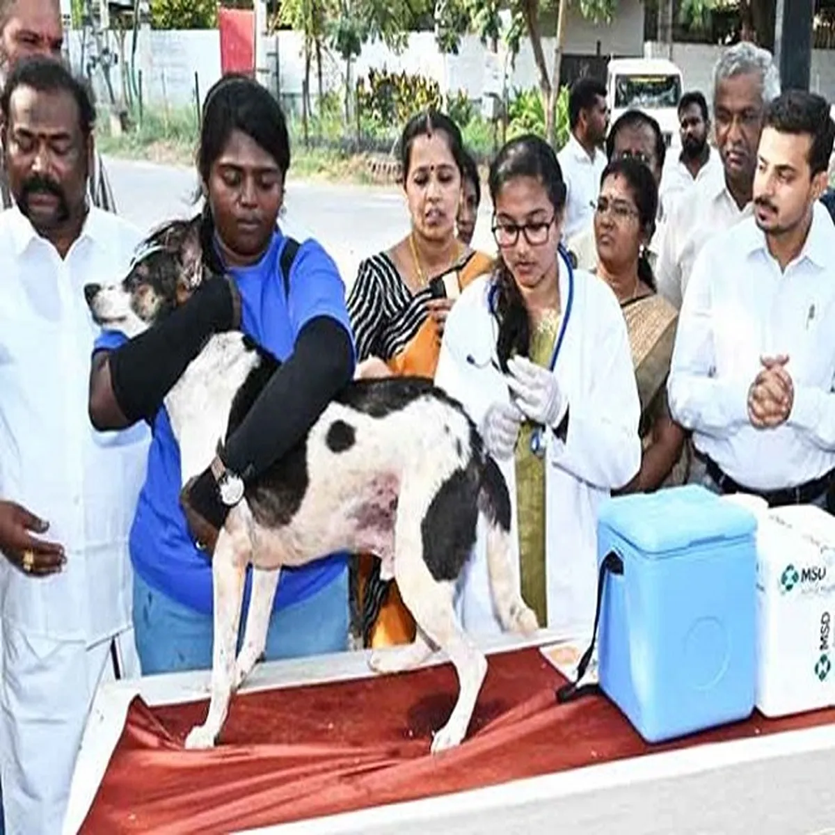 Rabies vaccination chennai plans massive drive